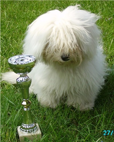 Bossanova ; bob puppy, Amiens 07 (photo M. Boursier)