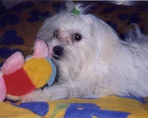 Ocane